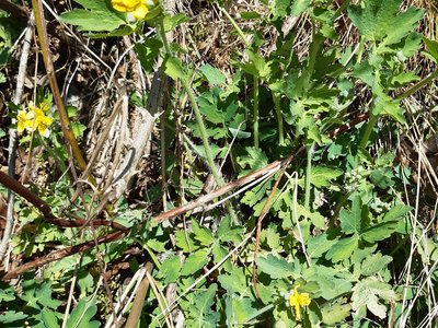 vlaštovičník větší